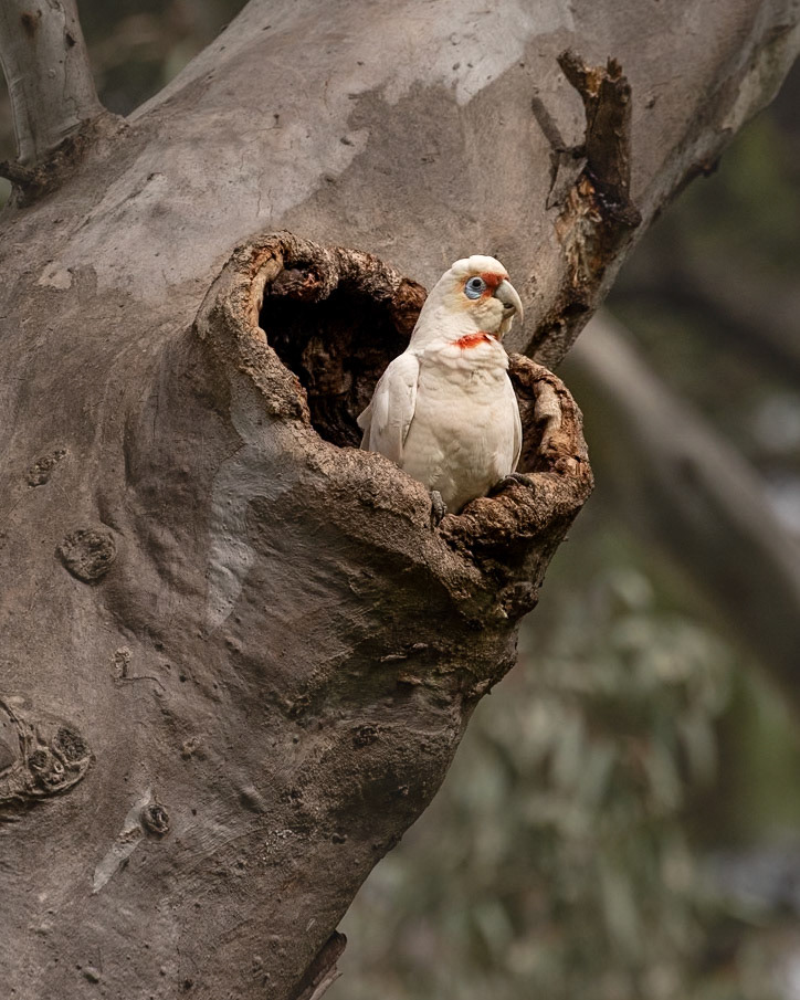 Long-billed Corella - Castlemaine Botanical Gardens, Victoria, Australia