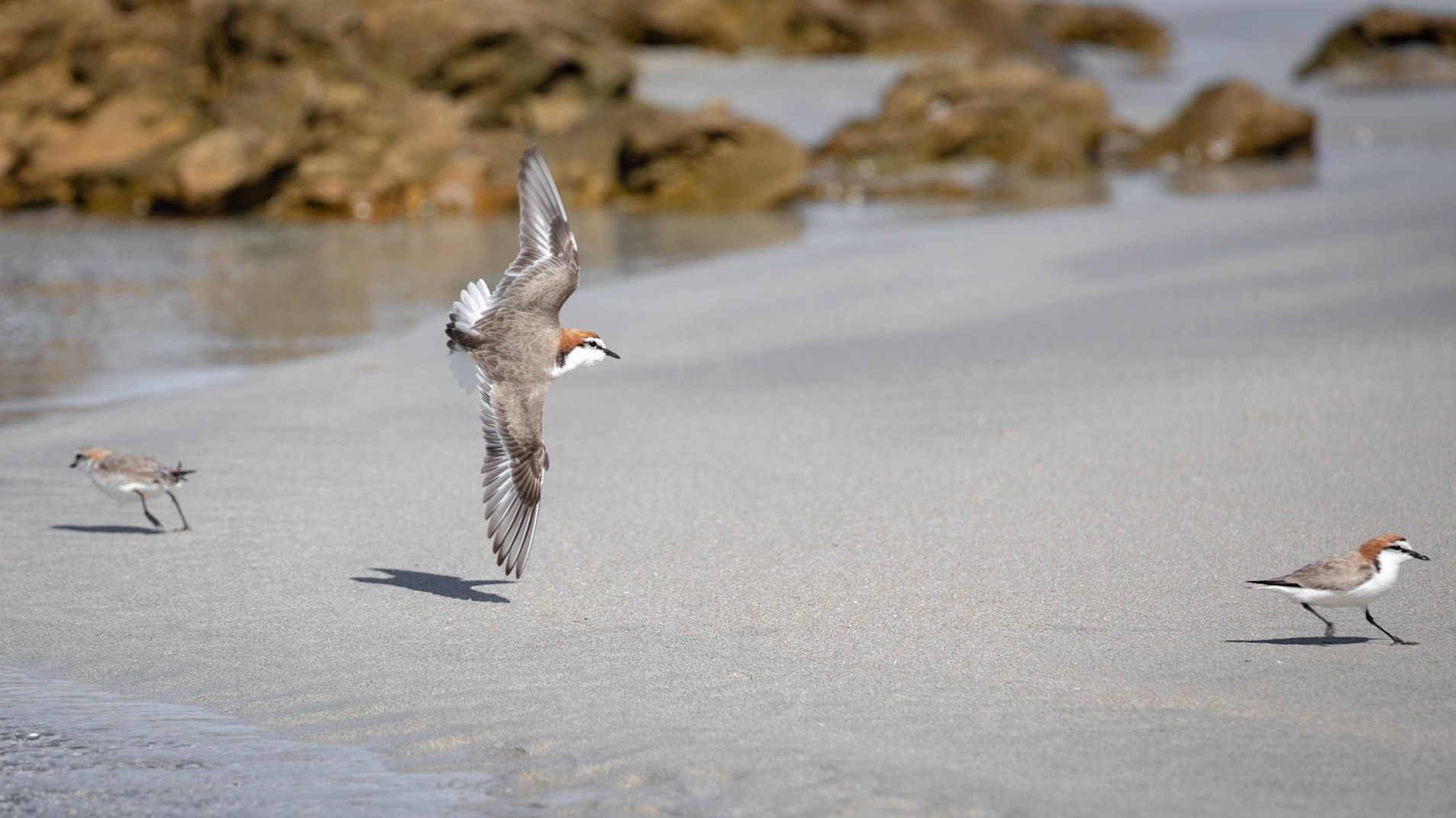 Red-capped Plover