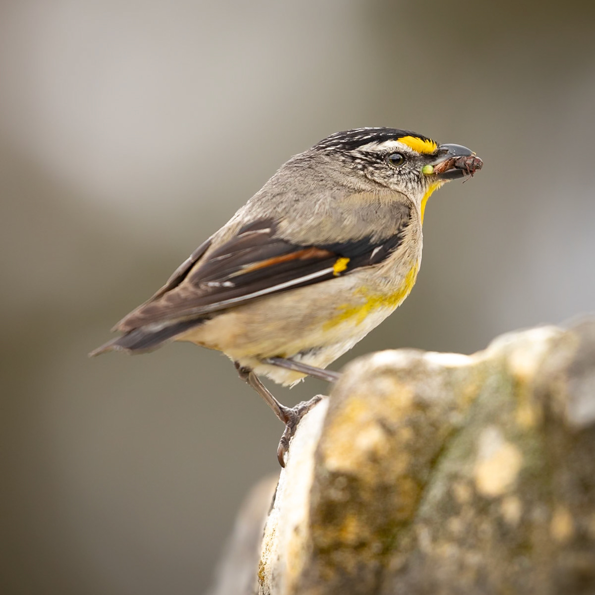 Striated Pardalote
