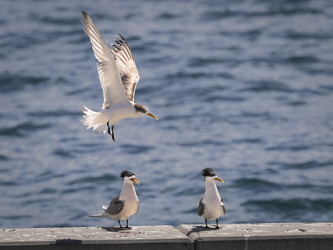 Crested Tern