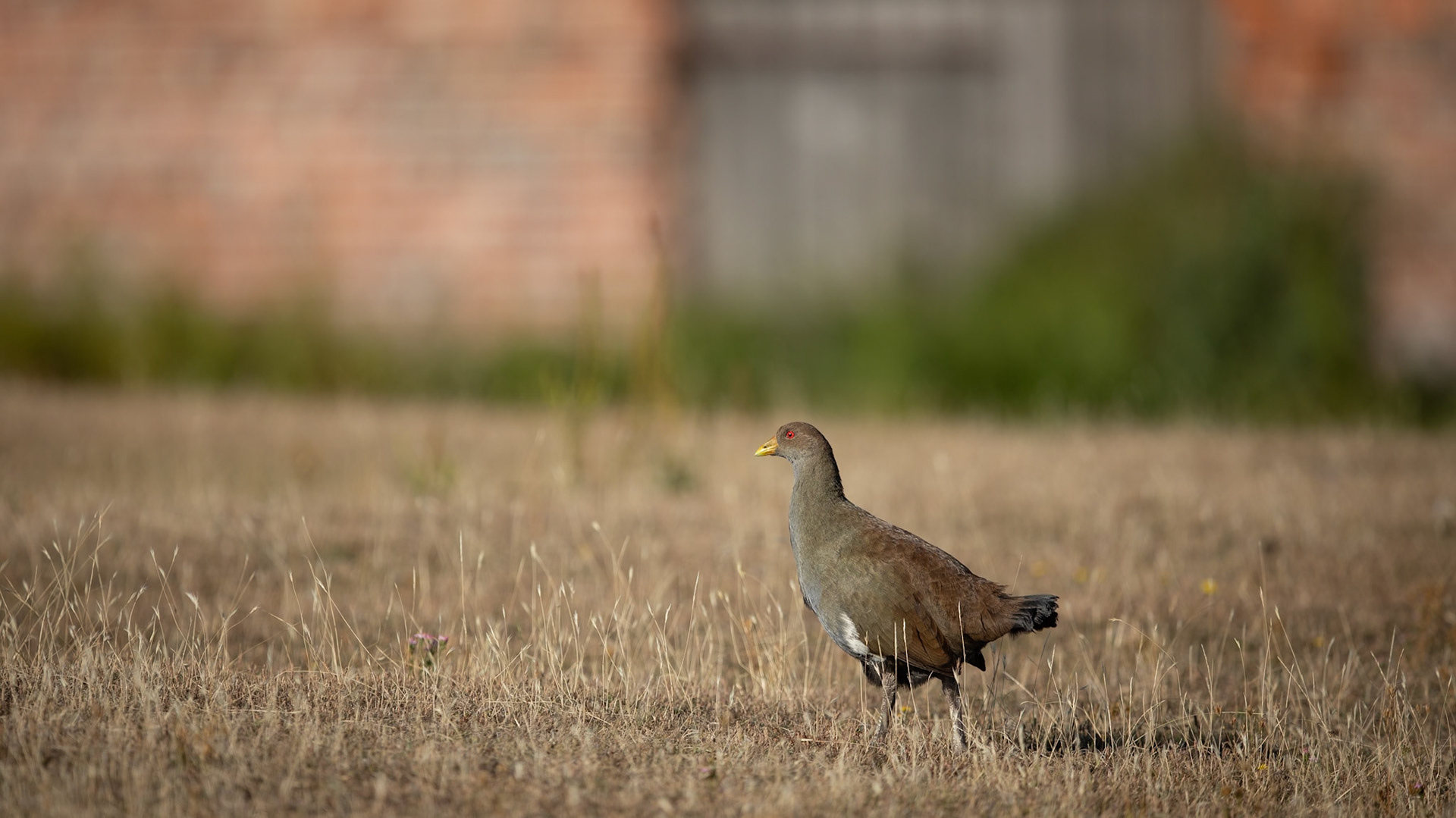 Tasmanian Native Hen