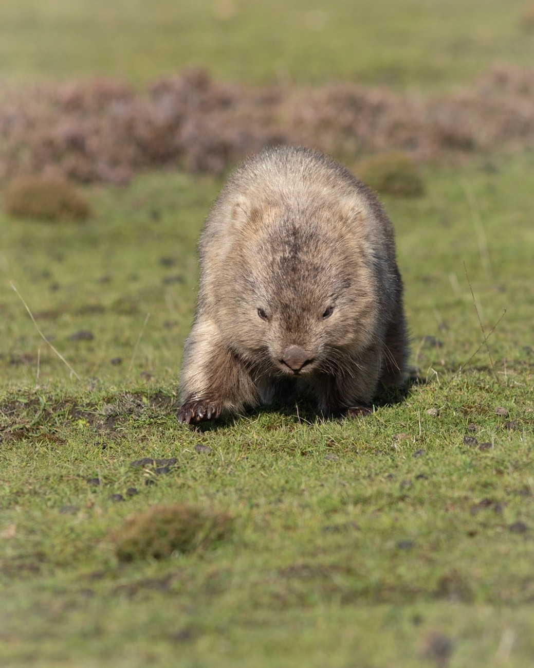 Bare-nosed Wombat (Vombatus ursinus)