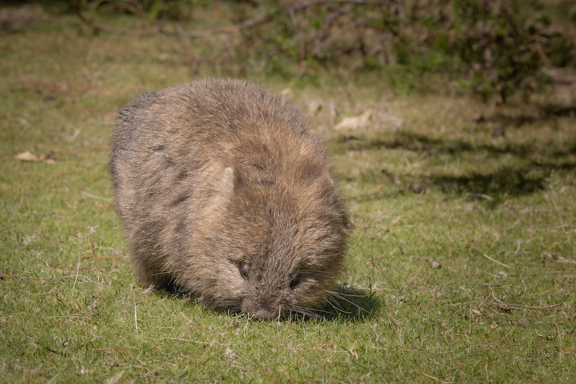 Bare-nosed wombat