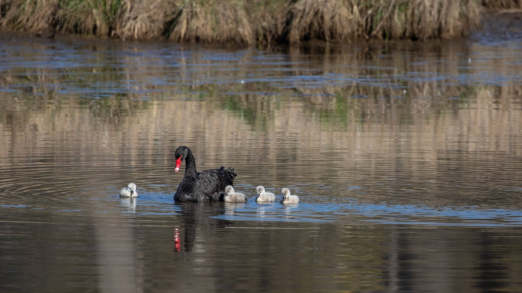 Black Swan