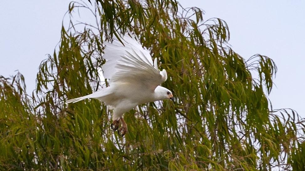 Grey Goshawk (white morph)