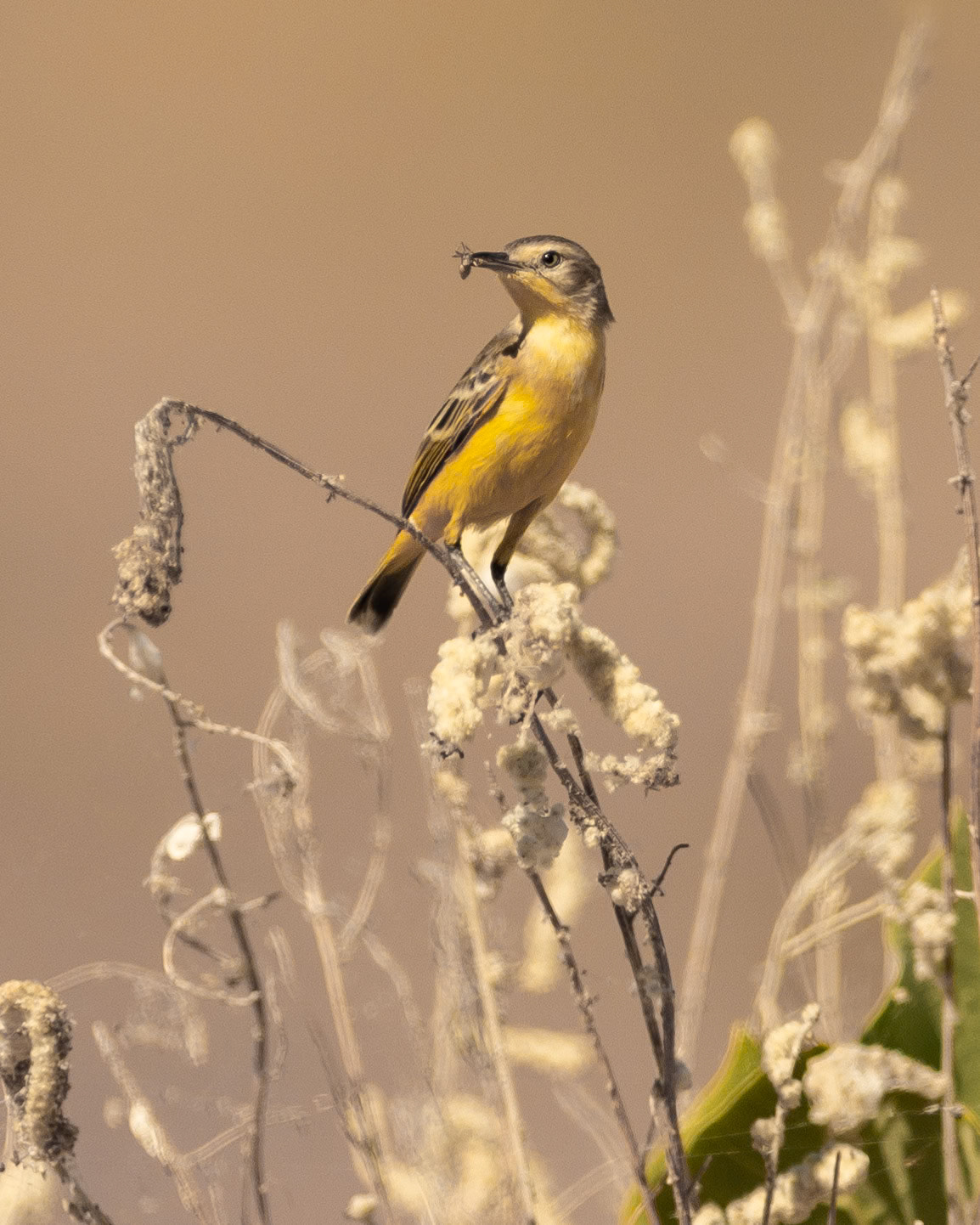 Yellow Chat (Epthianura crocea) - Lake Argyle, The Kimberley, Western Australia