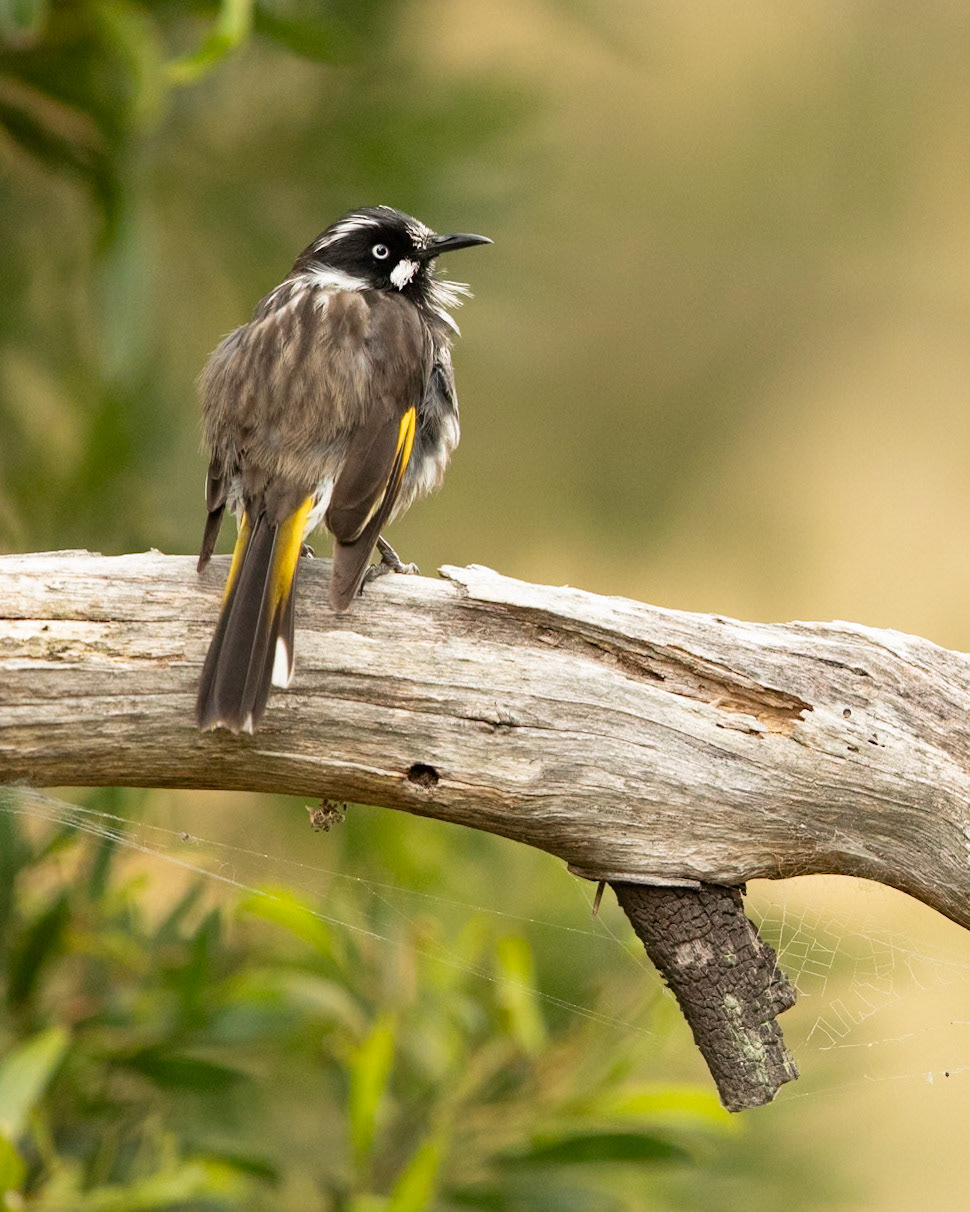 New Holland Honeyeater