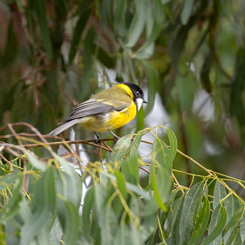 Golden Whistler - Bruny Island, southern Tasmania, Australia