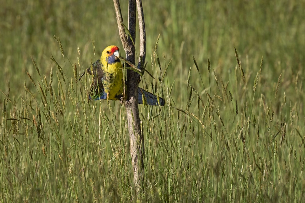 Green Rosella