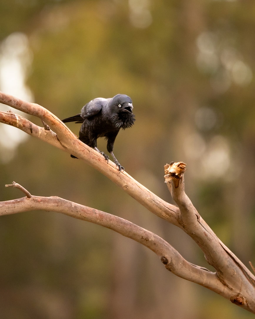 Forest Raven - Bruny Island, southern Tasmania, Australia