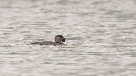Musk Duck - Western Treatment Plant, Werribee, Victoria, Australia