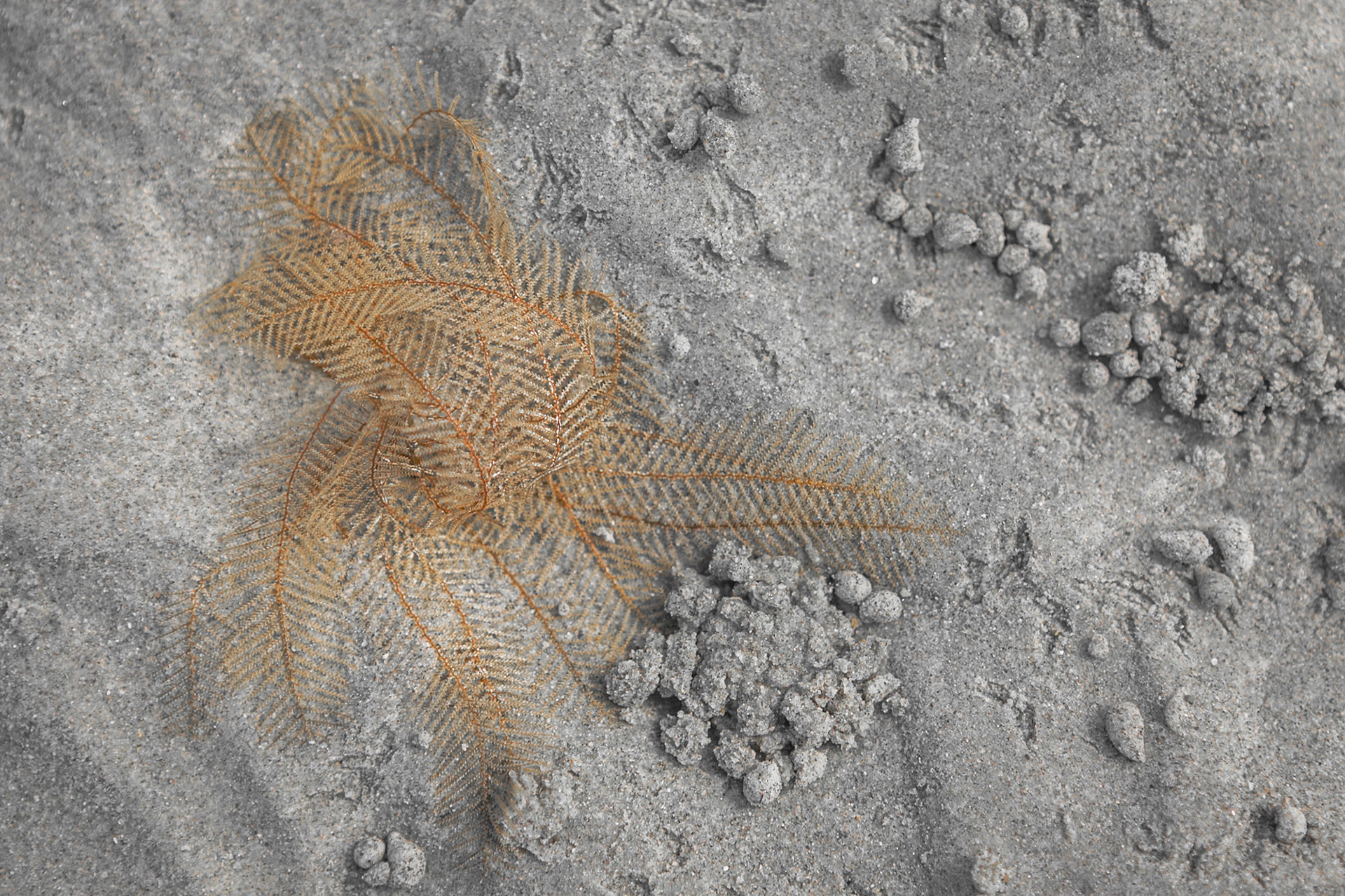 Foliage on the sandy shore