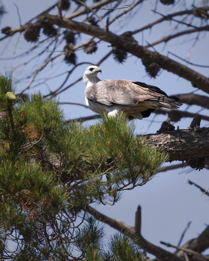 White-bellied Sea Eagle