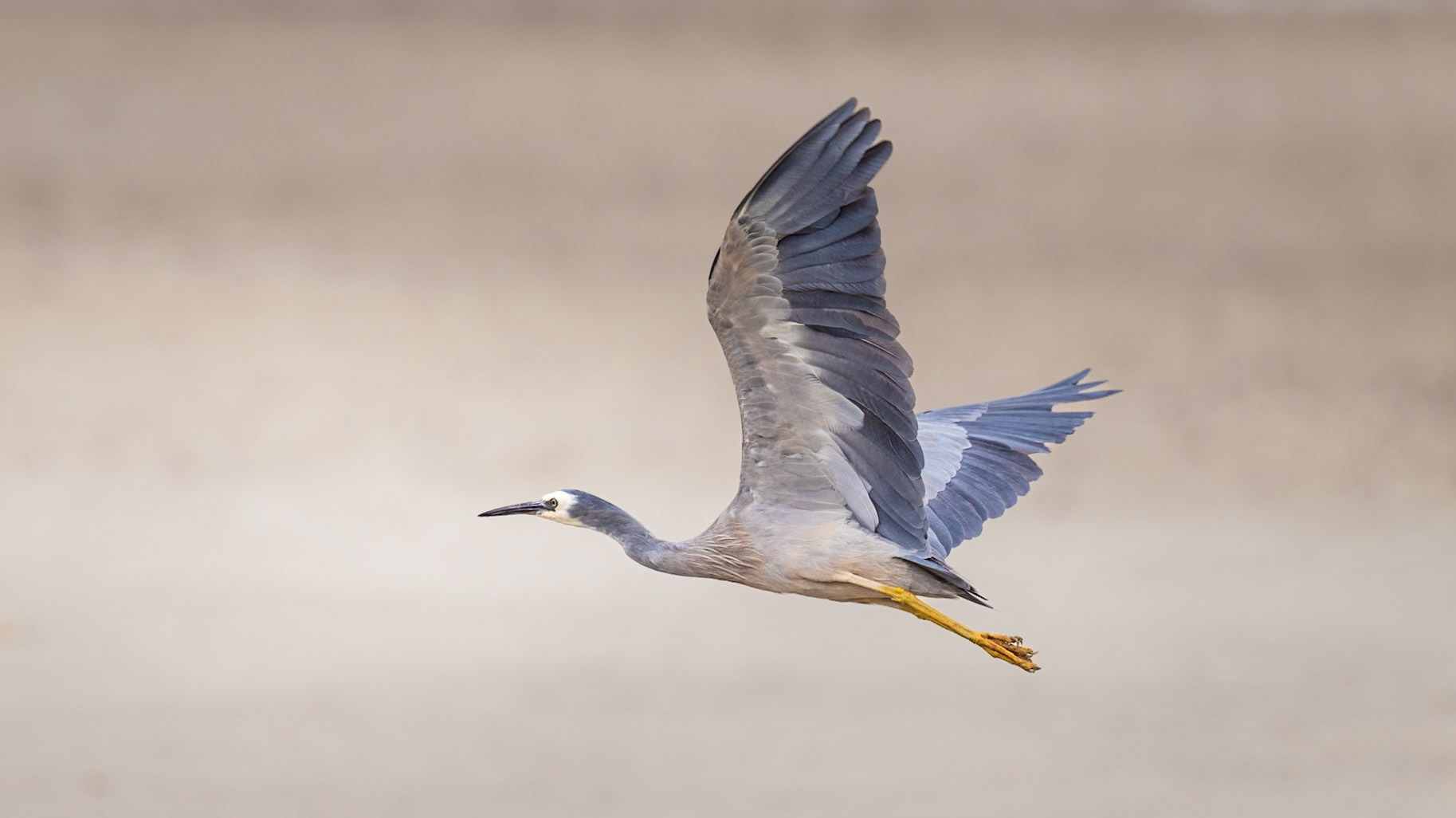 White-faced Heron