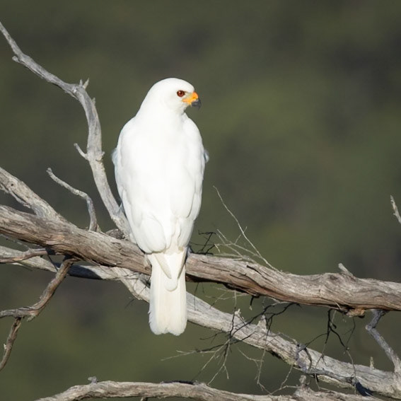 Grey Goshawk white morph