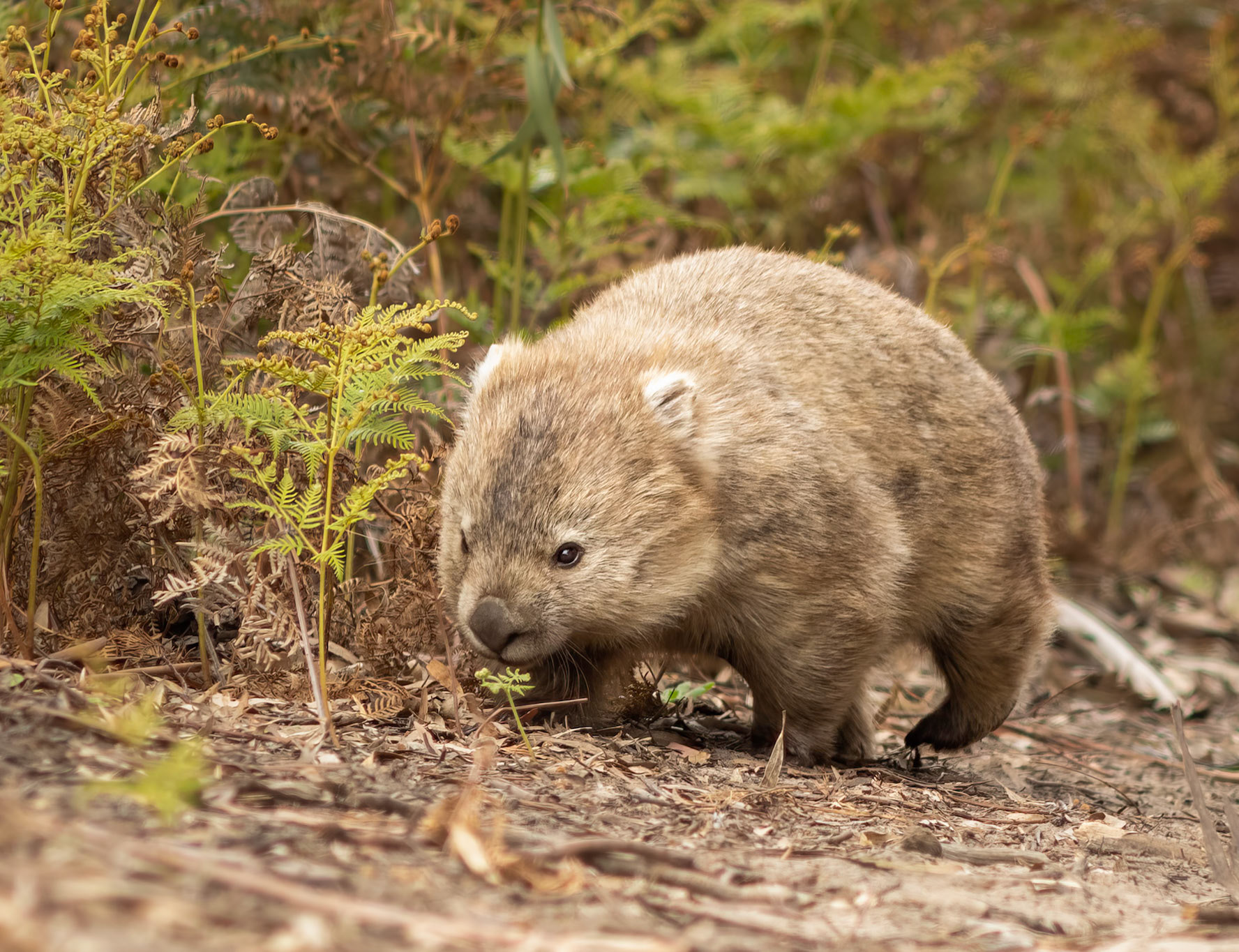 40 Bare-nosed Wombat - East coast Tasmania - Australia