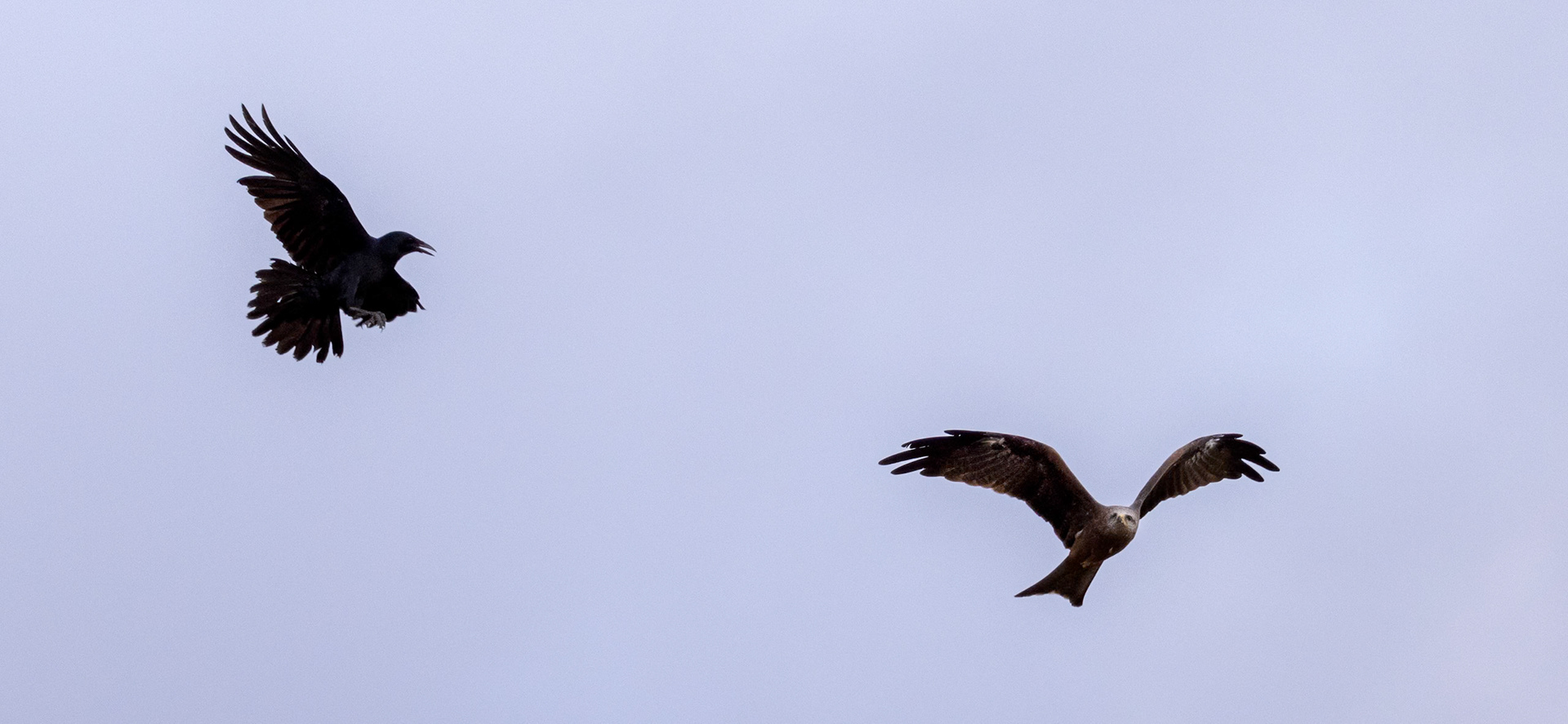 Black Kite and Raven - Western Treatment Plant, Werribee, Victoria, Australia
