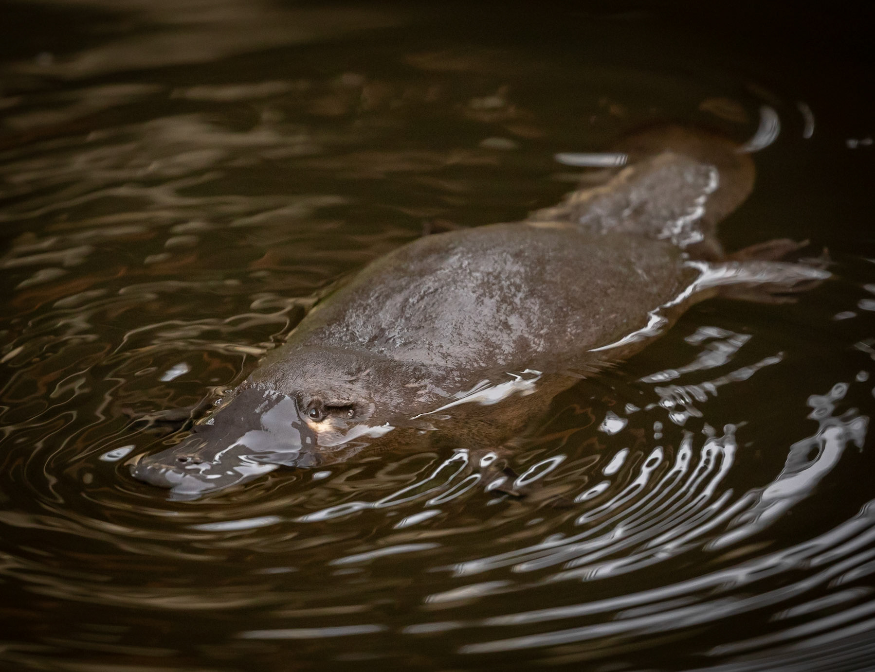 22 Platypus - southern Tasmania - Australia