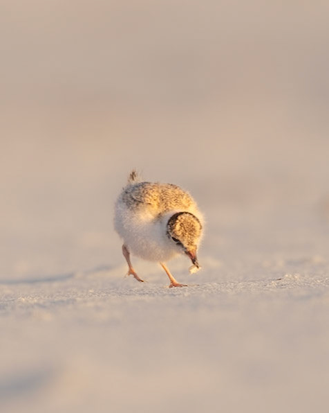 Hooded Plover, chick