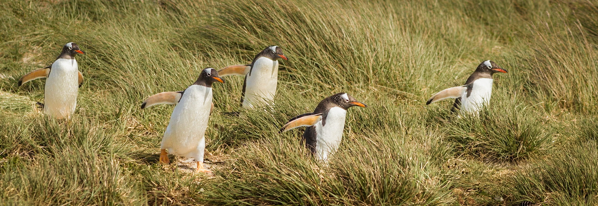 A little gentoo procession through the tussock grasses of Carcass Island. They might be travelling together, but each seems to have its own idea of the best way forward!