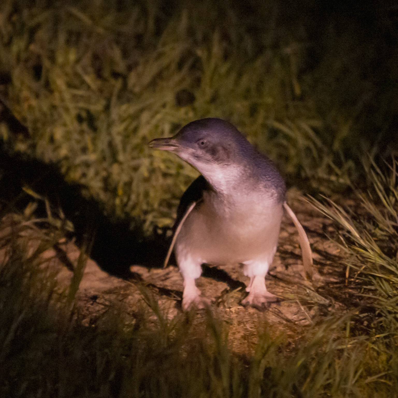 Little Penguin
