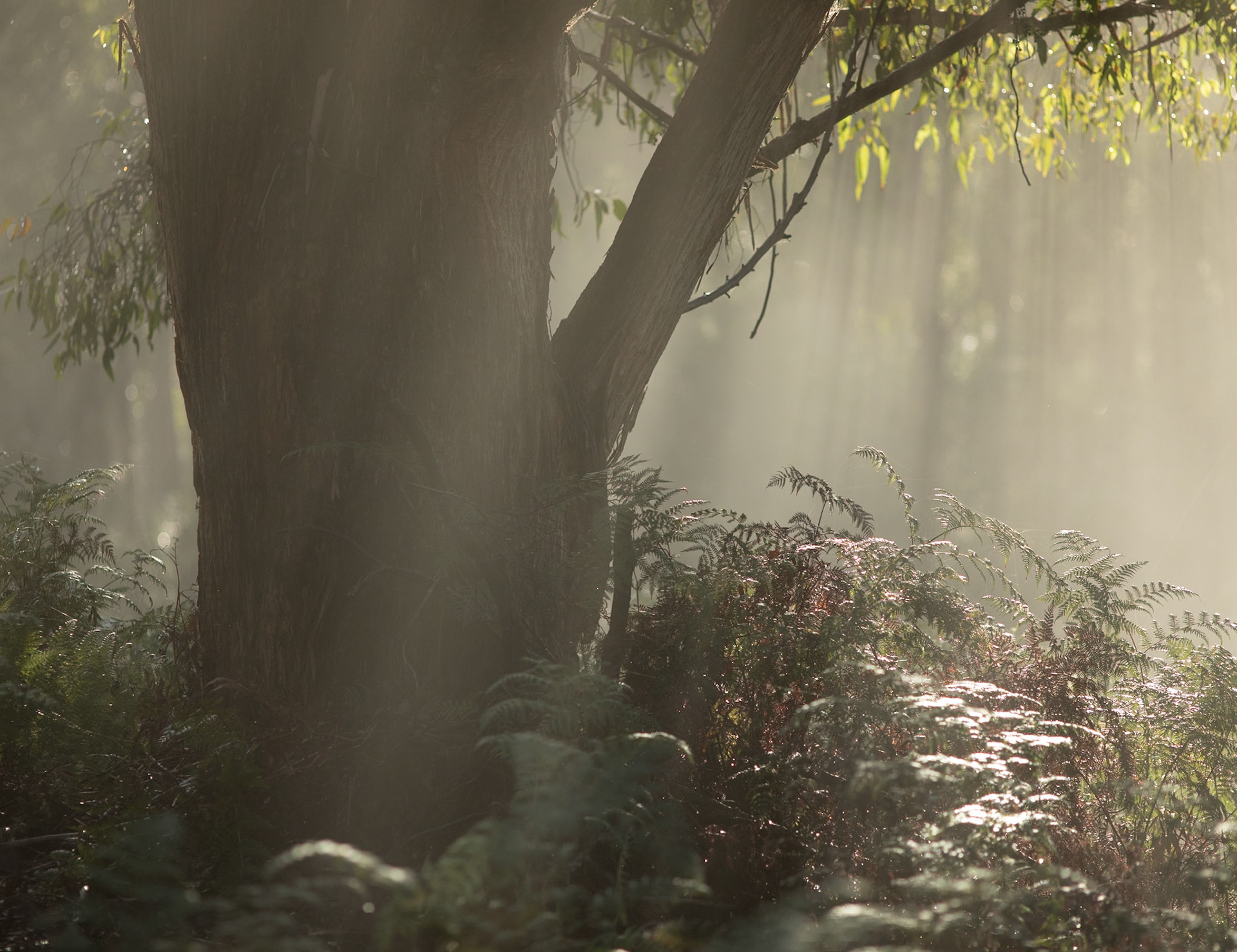 29 Morning fog - Bruny Island - Tasmania - Australia