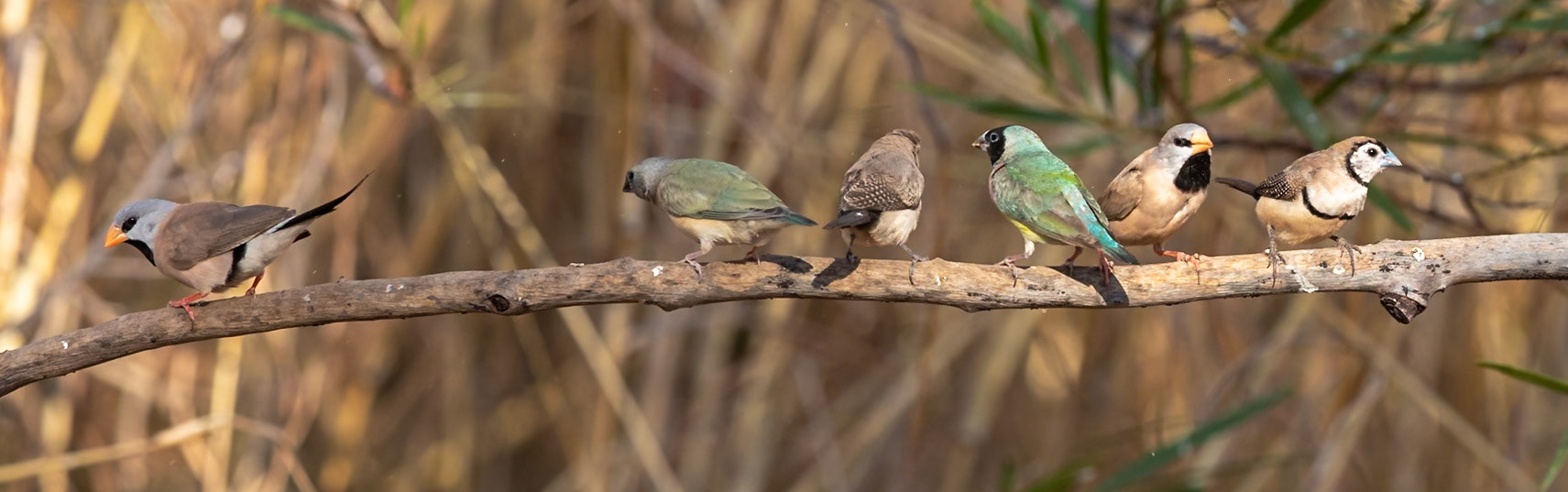 A little reservoir of water to drink brings in finches galore - Long-tailed Finch, Gouldian Finch, Double-barred Finch - The Kimberleys, Western Australia