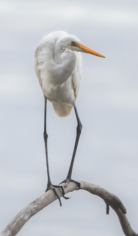 Eastern Great Egret