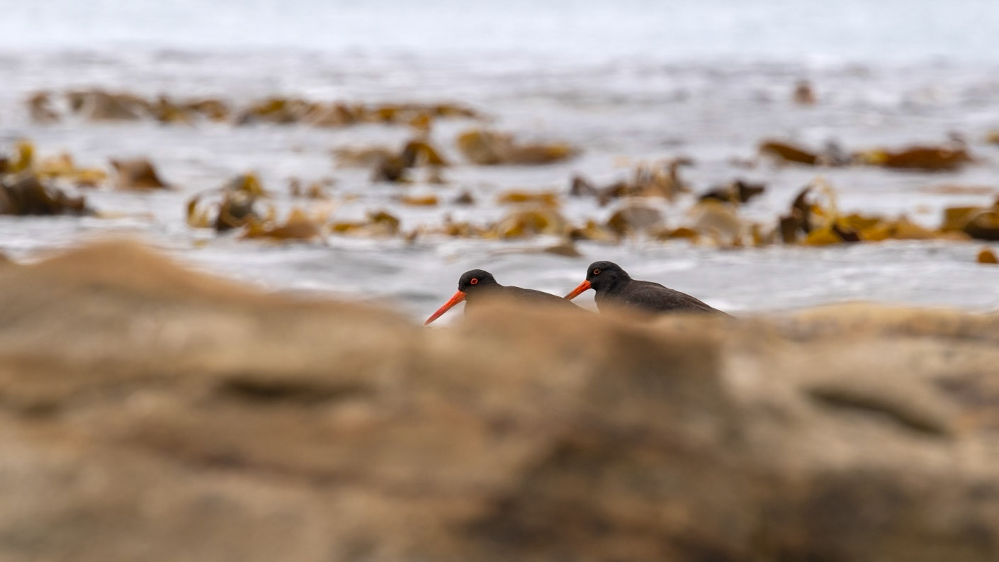 Sooty Oystercatcher - Bruny Island, southern Tasmania, Australia