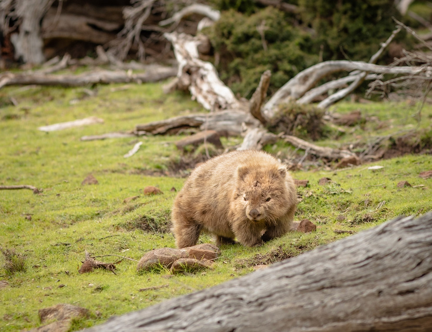 41 Bare-nosed Wombat - East coast Tasmania - Australia