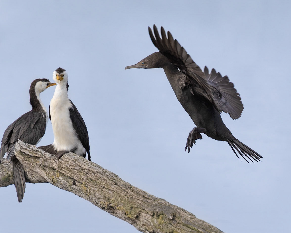 Little Black Cormorant and Little Pied Cormorant - Western Treatment Plant, Victoria, Australia