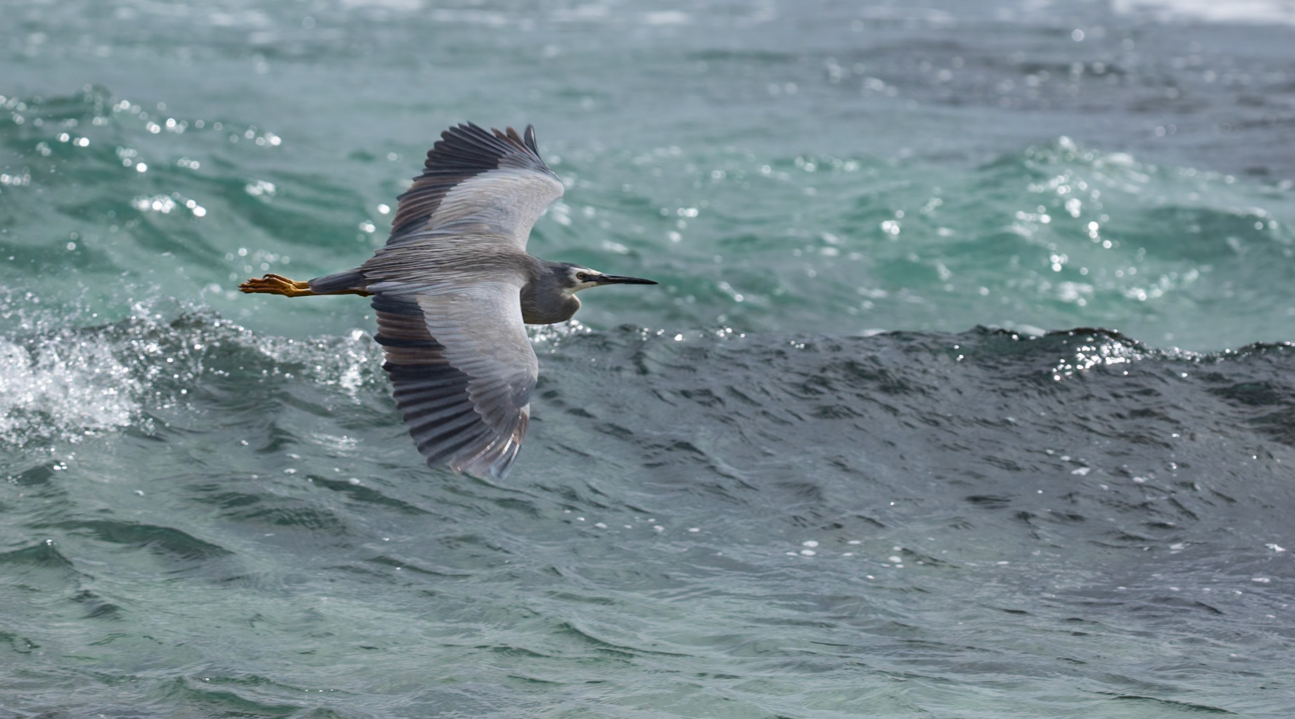 White-faced Heron