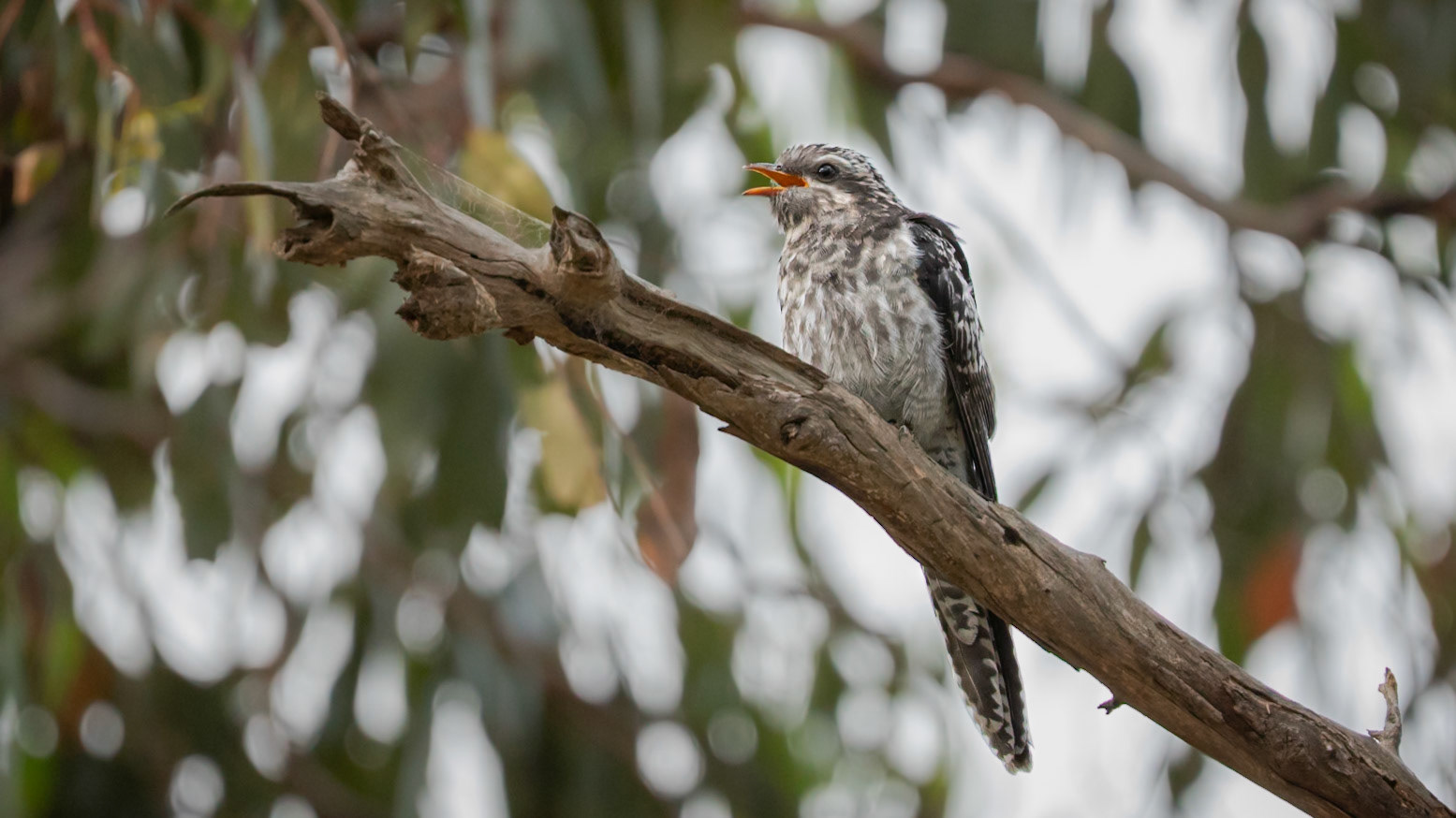 Pallid Cuckoo