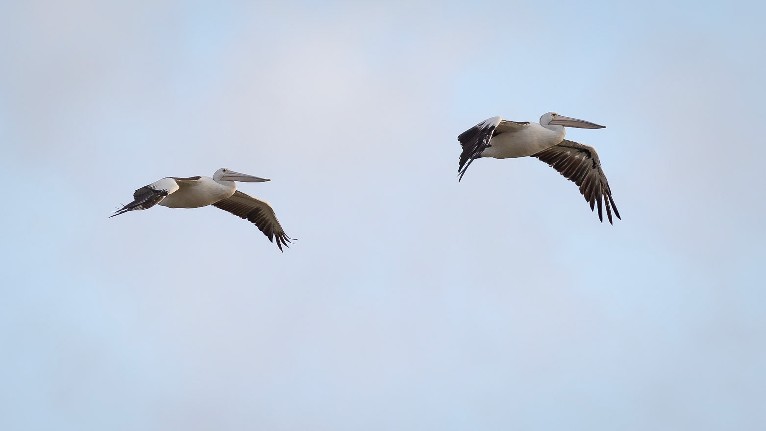 Australian Pelican - Western Treatment Plant, Werribee, Victoria, Australia