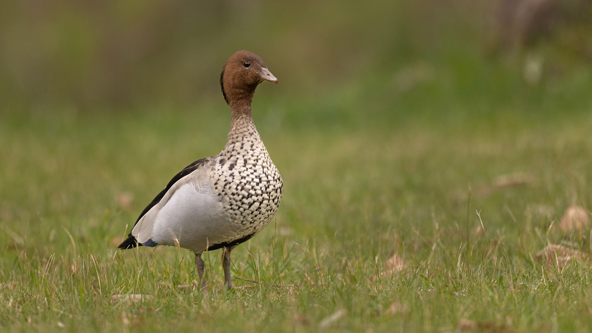 Australian Wood Duck - Castlemaine Botanical Gardens, Victoria, Australia