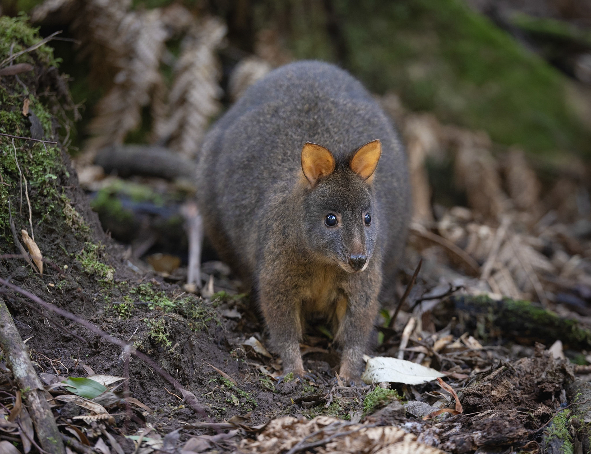 50 Tasmanian Pademelon - Mt Field National Park - Tasmania - Australia