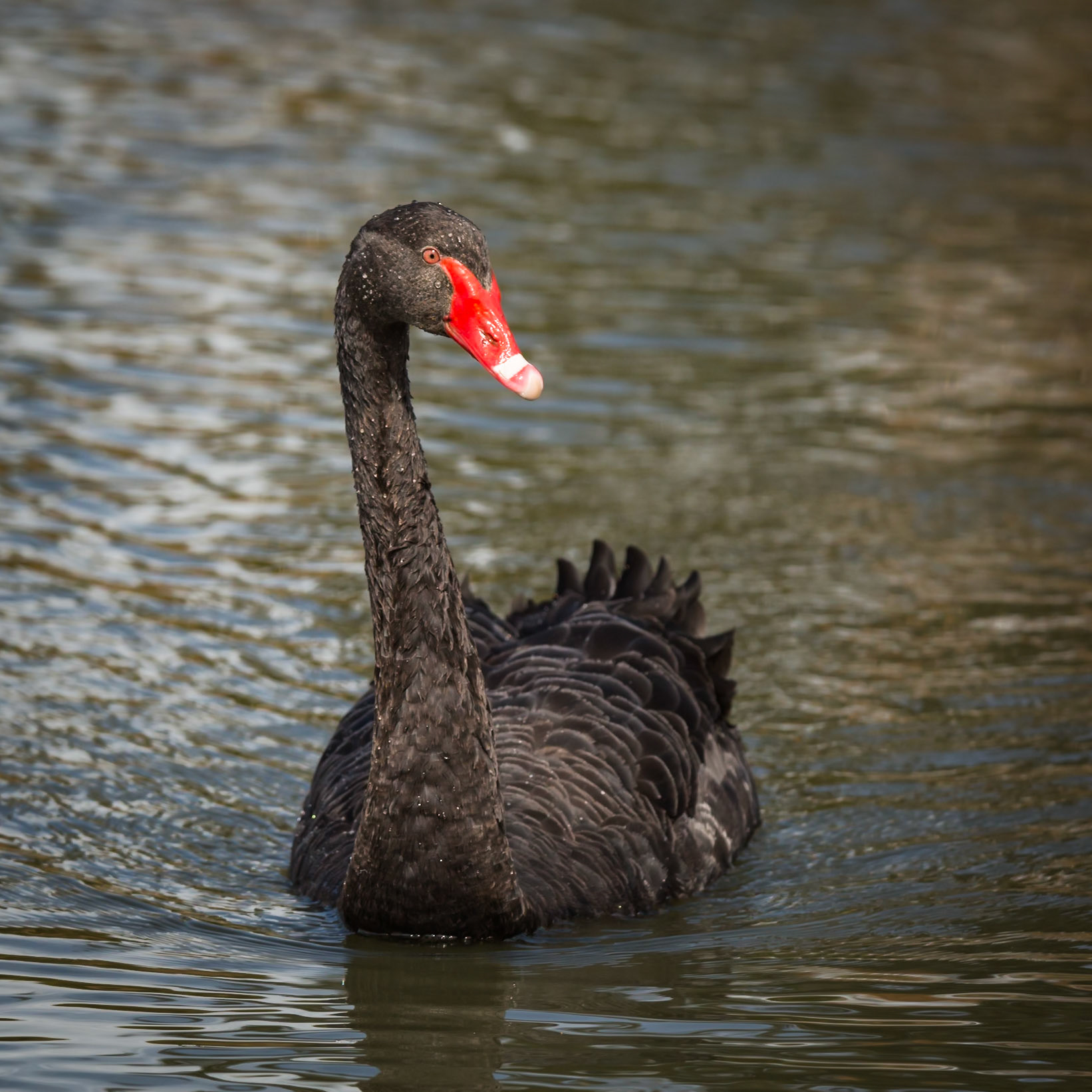 Black Swan