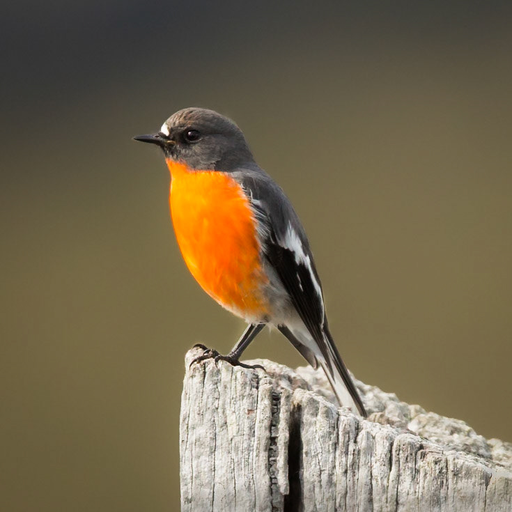 Flame Robin