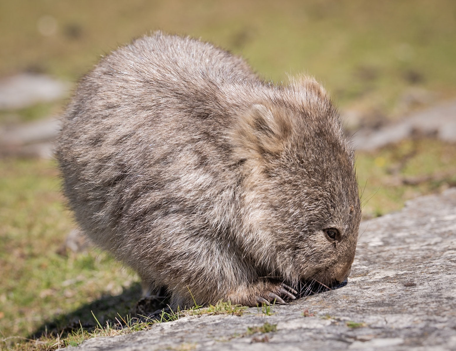 51 Bare-nosed Wombat juvenile - East coast Tasmania - Australia