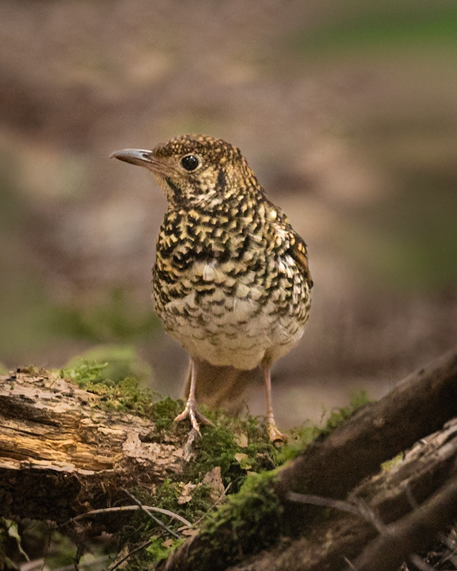 Bassian Thrush