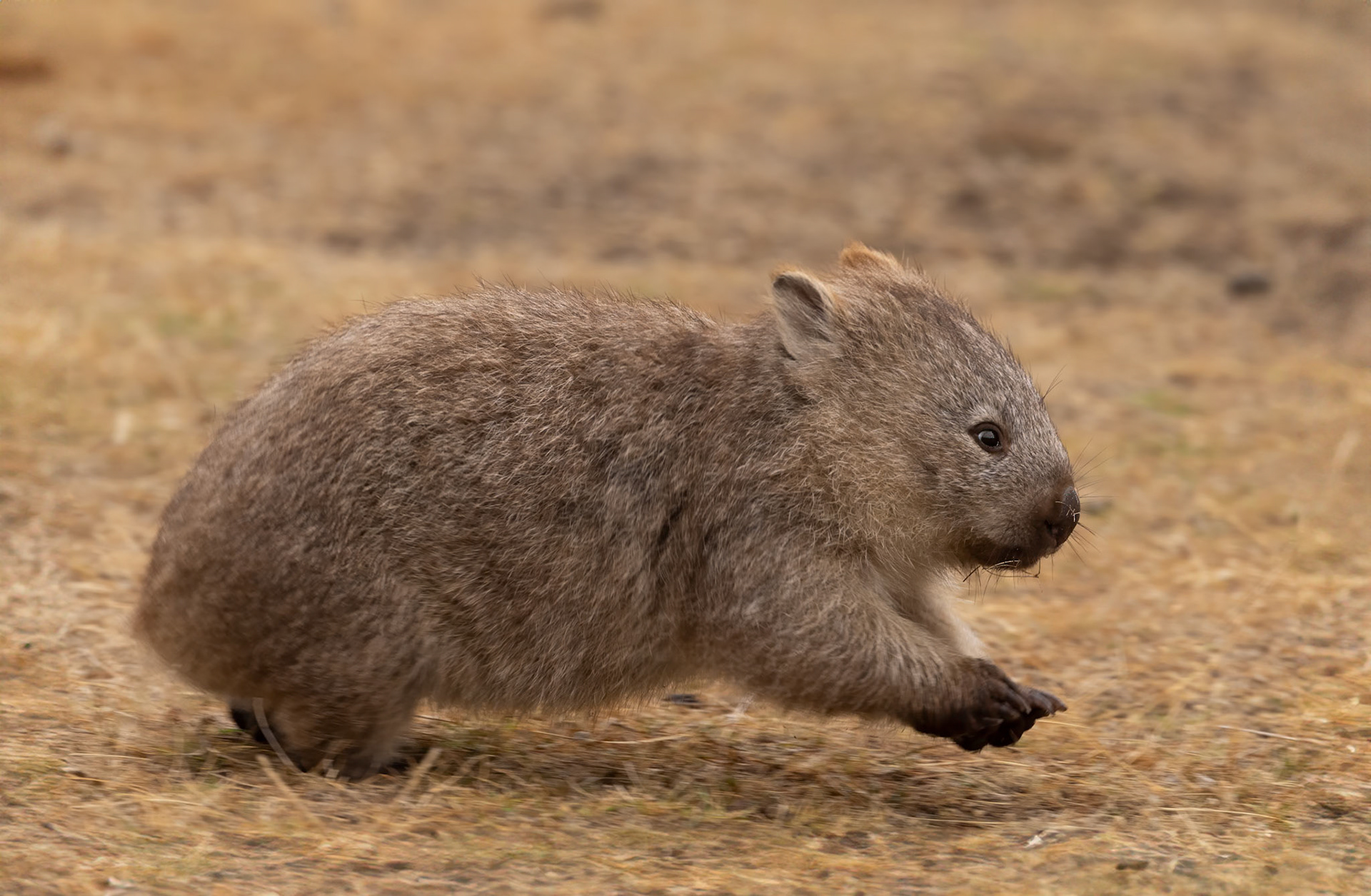 Wombat joey on the run in play (mum was just nearby)