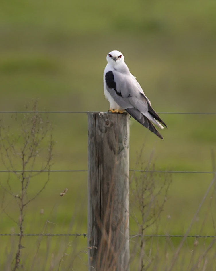 Black-shouldered Kite - Western Treatment Plant, Victoria, Australia