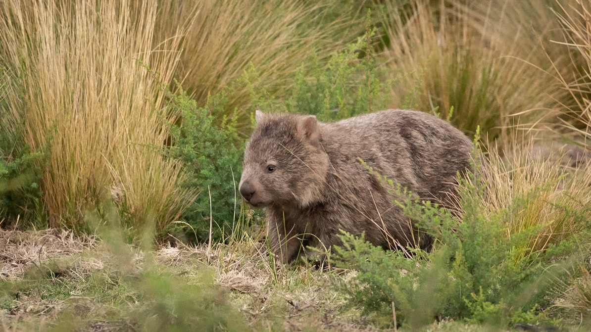 Bare-nosed Wombat - Flinders Island sub-species (Vombatus ursinus ursinus)