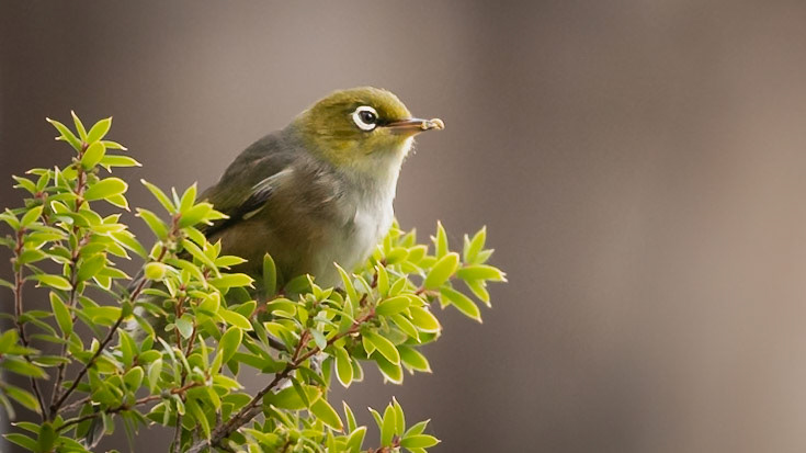 Silvereye