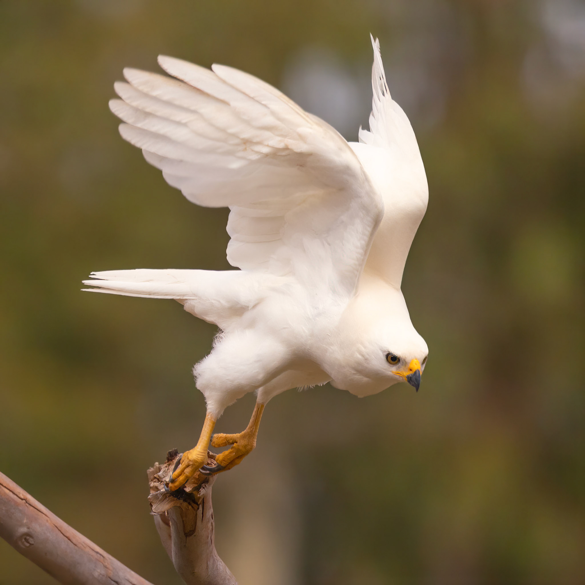 Grey Goshawk (white morph)
