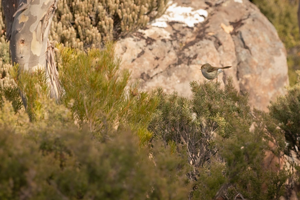 Tasmanian Thornbill