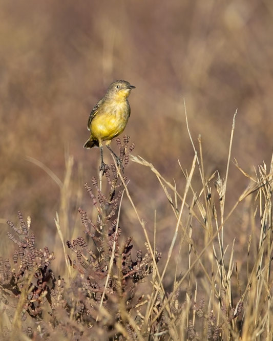 Yellow Chat (Epthianura crocea) - Roebuck Plains, Broome Bird Observatory, The Kimberley, Western Australia