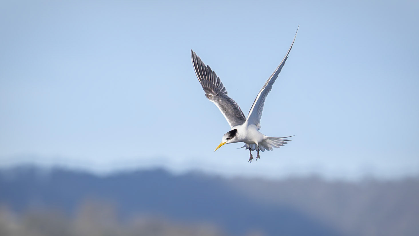 Tern sp.