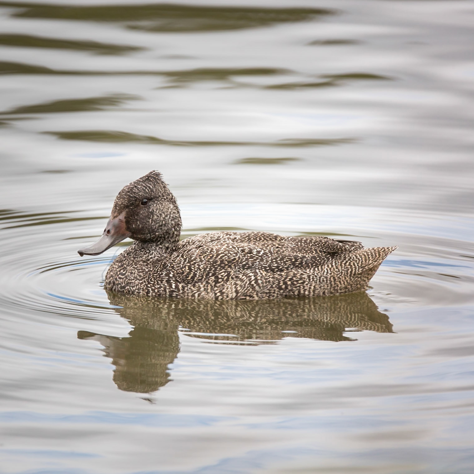 Freckled Duck
