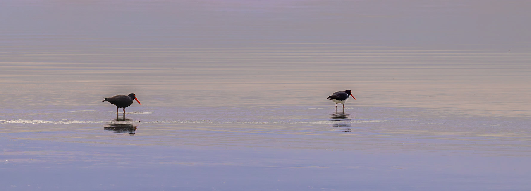 Sooty Oystercatcher and Australian Pied Oystercatcher